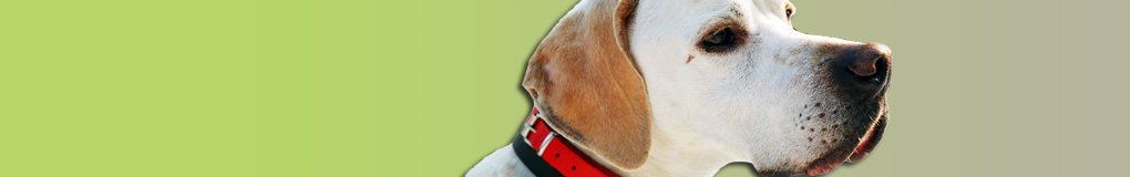 Kiko - Hund