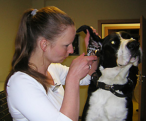 Tierärztin Hanne Glenn
